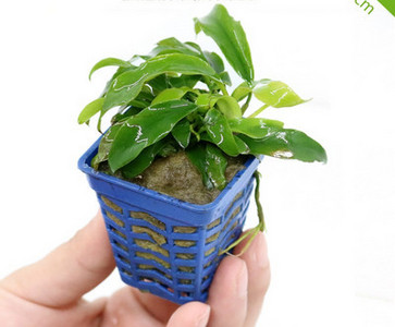 Akvaariumi dekoratiivsed rohelised lilled ja muru