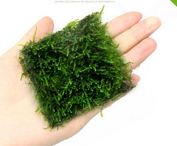 Akvaariumi dekoratiivsed rohelised lilled ja muru