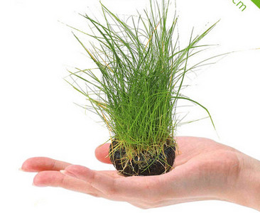 Akvaariumi dekoratiivsed rohelised lilled ja muru