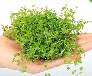 Akvaariumi dekoratiivsed rohelised lilled ja muru