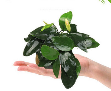 Akvaariumi dekoratiivsed rohelised lilled ja muru