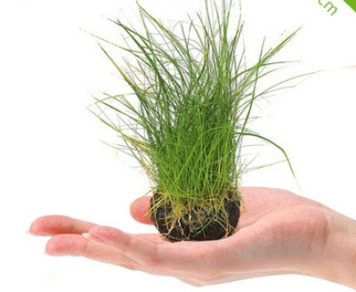 Akvaariumi dekoratiivsed rohelised lilled ja muru