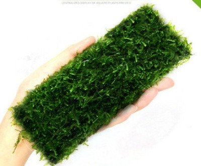 Akvaariumi dekoratiivsed rohelised lilled ja muru