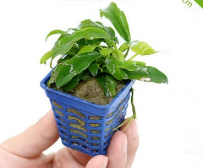 Akvaariumi dekoratiivsed rohelised lilled ja muru