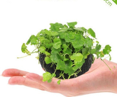 Akvaariumi dekoratiivsed rohelised lilled ja muru