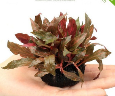 Akvaariumi dekoratiivsed rohelised lilled ja muru