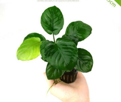 Akvaariumi dekoratiivsed rohelised lilled ja muru