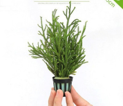 Akvaariumi dekoratiivsed rohelised lilled ja muru