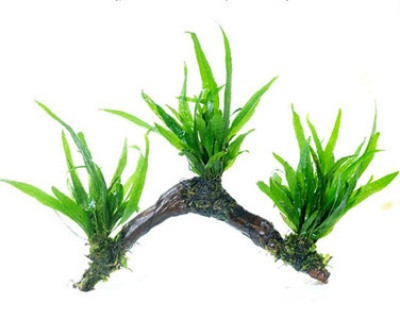 Dekoratīvi zaļie augi un koki akvārijam