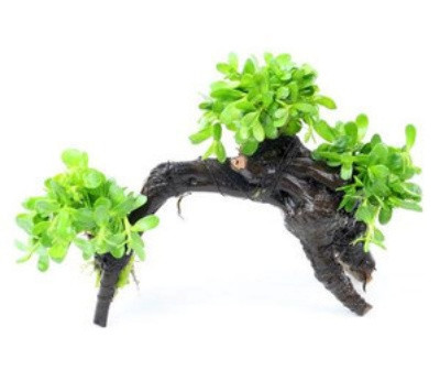 Dekoratīvi zaļie augi un koki akvārijam