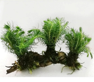 Dekoratīvi zaļie augi un koki akvārijam