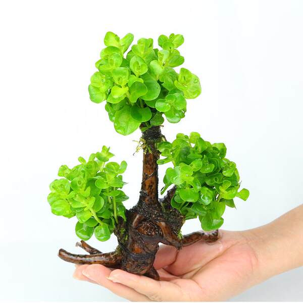 Dekoratīvi zaļie augi un koki akvārijam