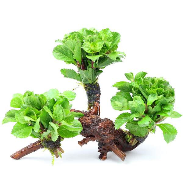 Dekoratīvi zaļie augi un koki akvārijam