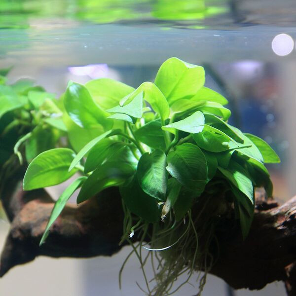 Τεχνητή πράσινη διακόσμηση για το ενυδρείο