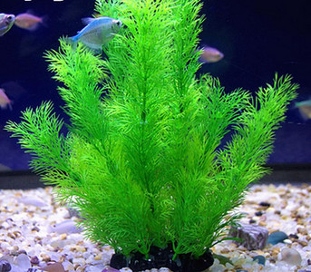 Akvaariumi dekoratiivtaim - mitu mudelit