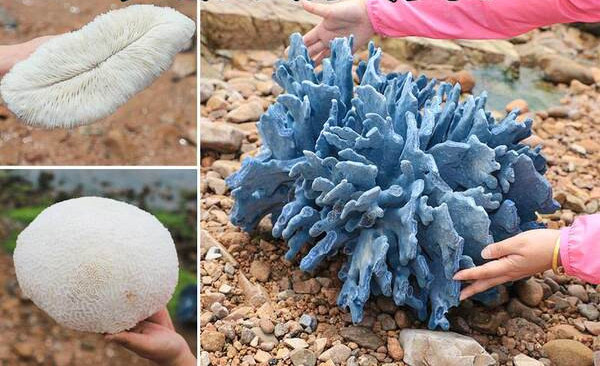 Razni modeli ukrasa za akvarij - koralji