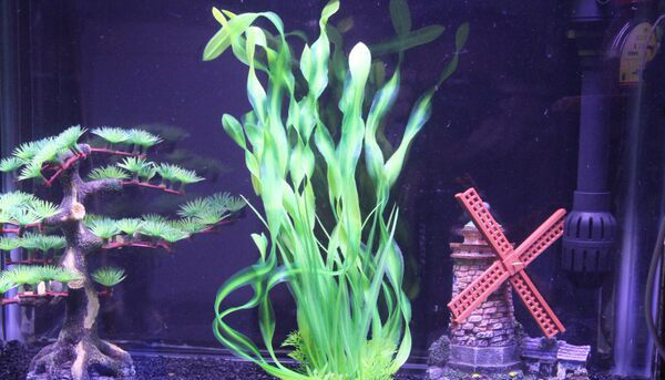 Decorarea acvariului - o plantă artificială
