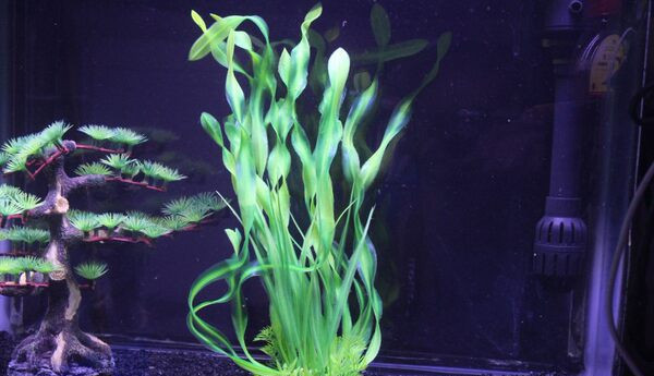Decorarea acvariului - o plantă artificială
