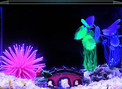 Akvaariumi kunstkaunistus