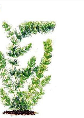 Dekoratiivne muru akvaariumi jaoks