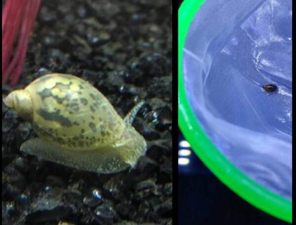 Dekoratiivne muru akvaariumi jaoks