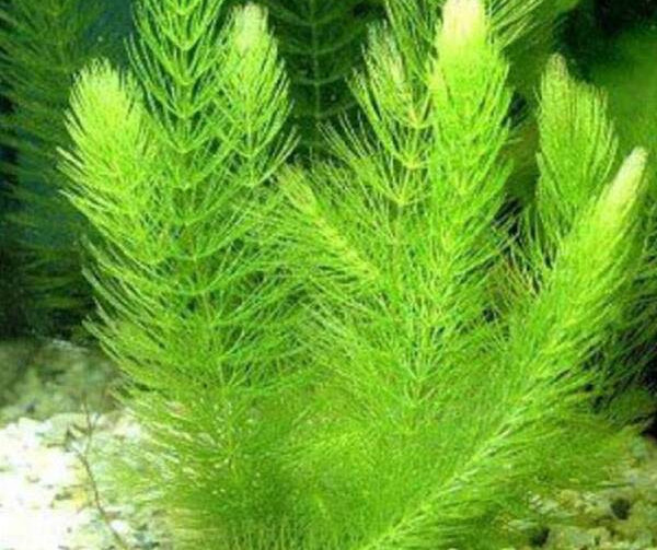 Dekoratiivne muru akvaariumi jaoks