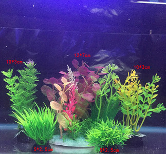 Taimed akvaariumi kaunistamiseks