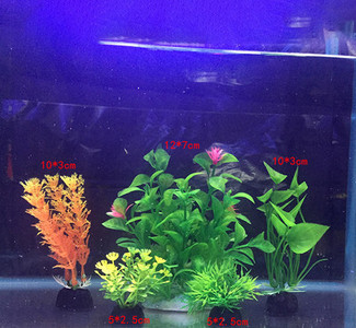 Taimed akvaariumi kaunistamiseks