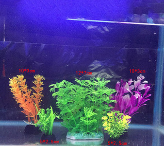 Taimed akvaariumi kaunistamiseks