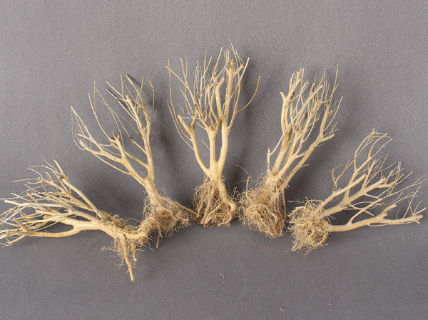 Mākslīgā dekorācija akvārijam