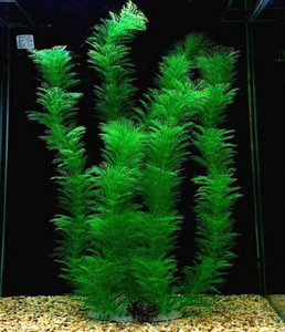 Kunstlik taim akvaariumi jaoks
