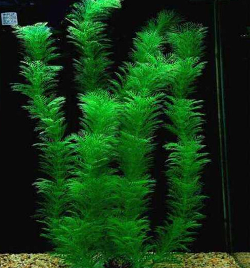 Kunstlik taim akvaariumi jaoks