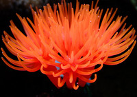 Decorarea acvariului - mai multe modele