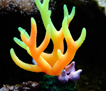 Decorarea acvariului - mai multe modele