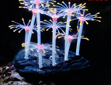 Decorarea acvariului - mai multe modele