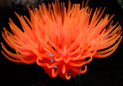 Decorarea acvariului - mai multe modele