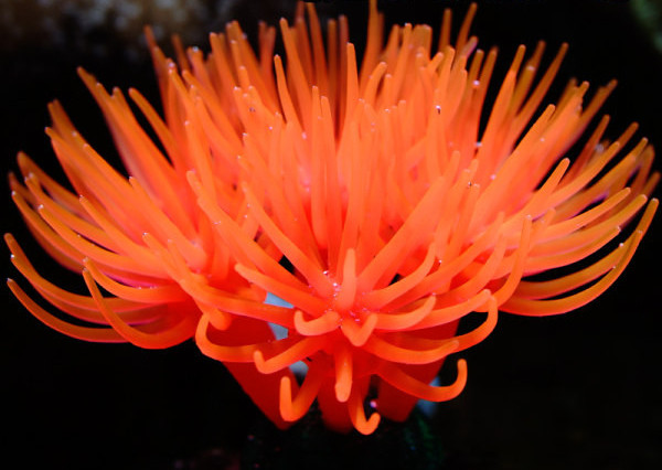 Decorarea acvariului - mai multe modele