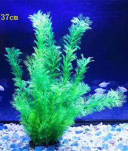 Iarba de decor pentru acvariu