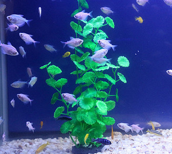 Iarba de decor pentru acvariu