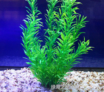 Iarba de decor pentru acvariu