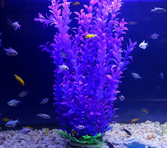 Iarba de decor pentru acvariu