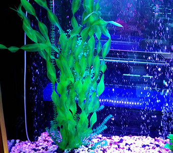 Iarba de decor pentru acvariu