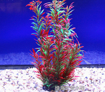 Iarba de decor pentru acvariu