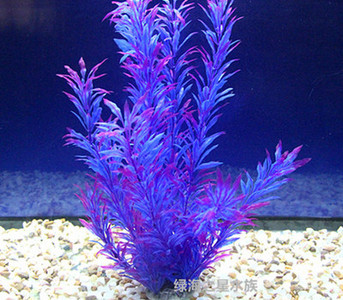 Iarba de decor pentru acvariu