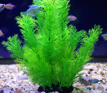 Iarba de decor pentru acvariu