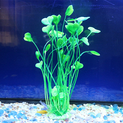 Iarba de decor pentru acvariu