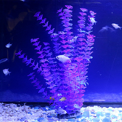 Iarba de decor pentru acvariu