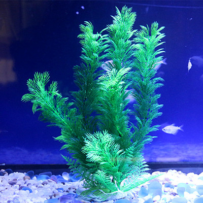 Iarba de decor pentru acvariu