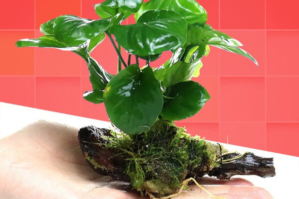 Kunstlik taim akvaariumi kaunistamiseks