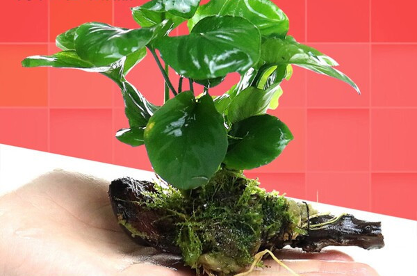 Plantă artificială pentru decorare - mai multe modele